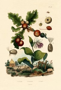 Gall wasp by French School